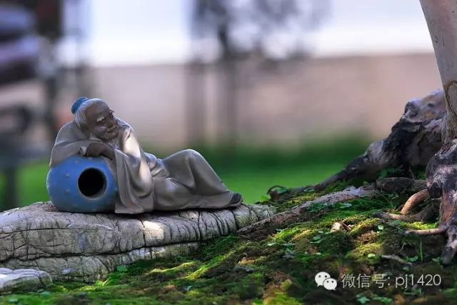 盆上美景，神奇的點睛之筆！ 