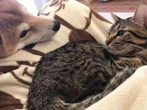 被貓咪壓到胳膊發麻，柴犬依舊不忍抽走，最後的表情說明一切
