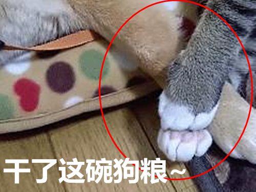 被貓咪壓到胳膊發麻，柴犬依舊不忍抽走，最後的表情說明一切