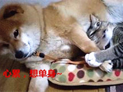 被貓咪壓到胳膊發麻，柴犬依舊不忍抽走，最後的表情說明一切