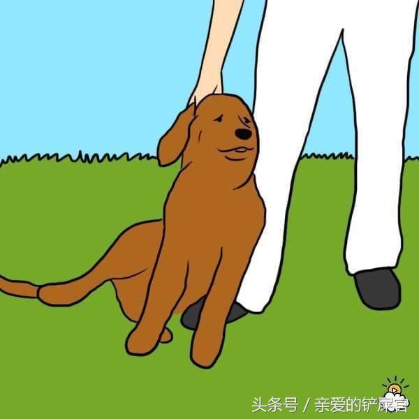 當狗狗出現這些行為時不要懊惱，這都是它們愛你的表現