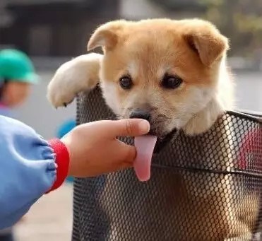 為何狗狗喜歡舔人？原來牠這個動作是想告訴你這些事！