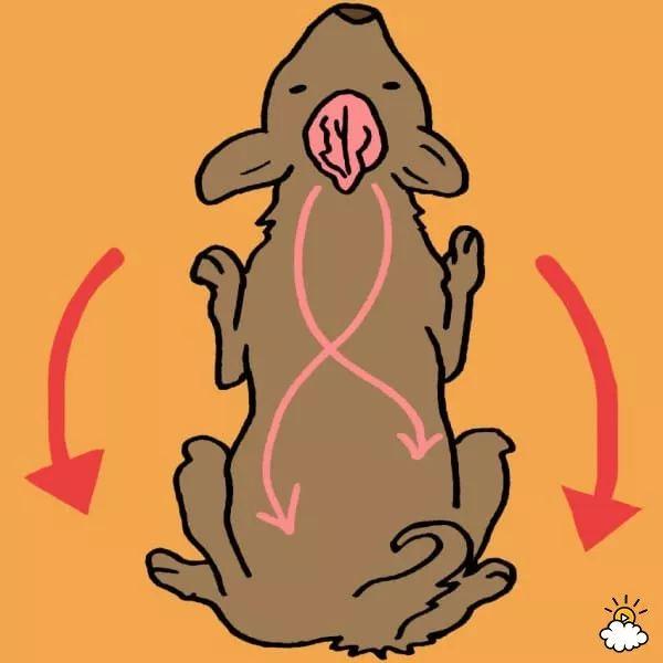 狗狗每天都在用尾巴跟你「說話」，可你看懂了嗎？