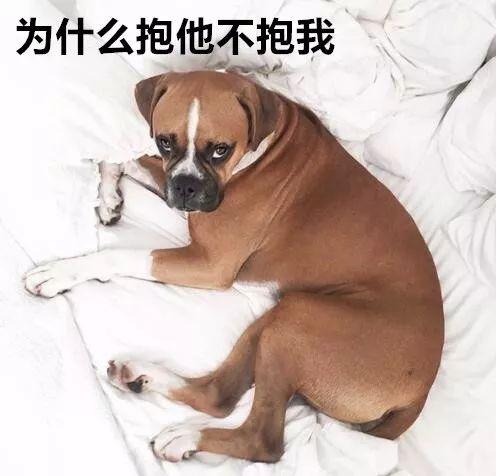 狗狗忽然瘋狂舔你？那是因為它嫉妒了