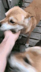 狗狗忽然瘋狂舔你？那是因為它嫉妒了