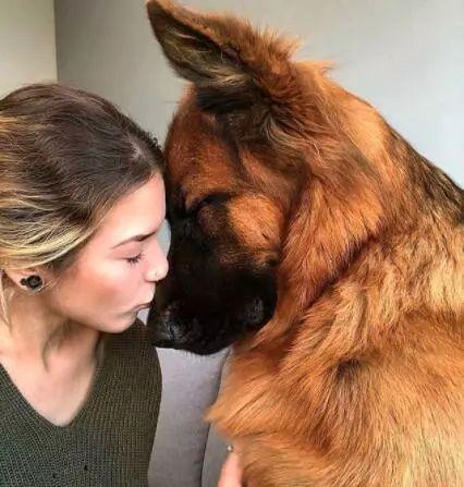 狗狗忽然瘋狂舔你？那是因為它嫉妒了