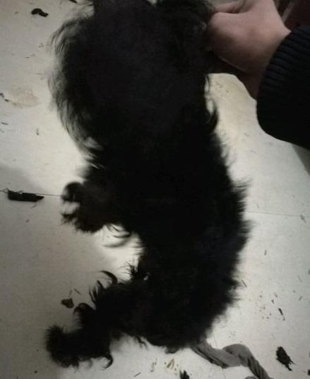 男子去外地出差，將一隻泰迪放在家裡，獨自生活了半個月