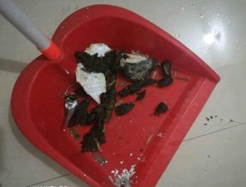 男子去外地出差，將一隻泰迪放在家裡，獨自生活了半個月
