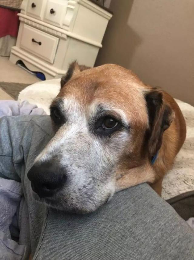 不想讓絕症愛犬留遺憾，主人每天喂它最愛吃的漢堡