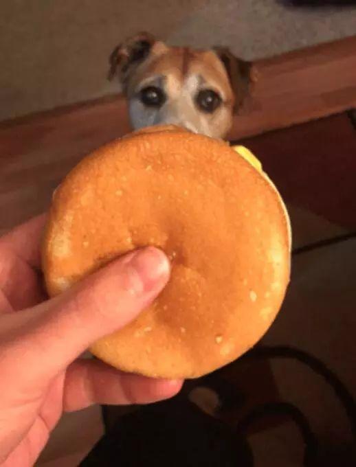 不想讓絕症愛犬留遺憾，主人每天喂它最愛吃的漢堡