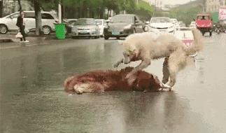 她賣掉了自己的房子，卻讓1000餘只流浪動物擁有了家