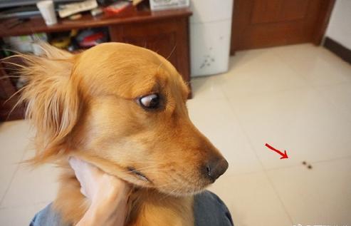 那是偶的...主人肉乾放地上訓練金金　喵喵「路過一口吃掉」它崩潰：嗚肉肉還來～