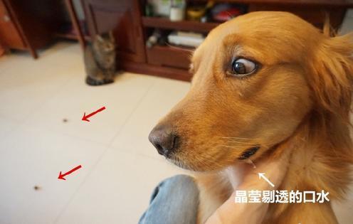 那是偶的...主人肉乾放地上訓練金金　喵喵「路過一口吃掉」它崩潰：嗚肉肉還來～