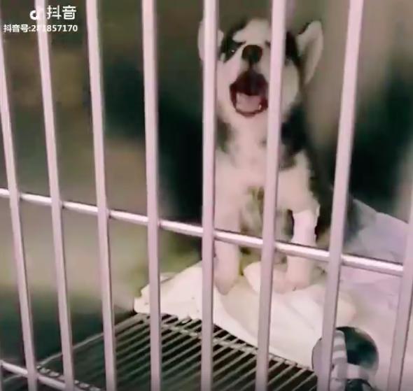 住院太無聊　小月月用奶音「放聲高歌」
