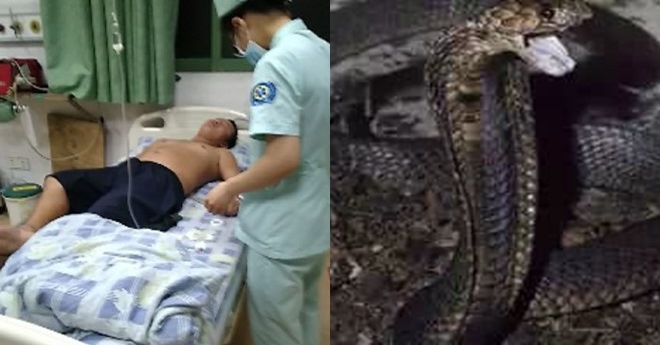 好奇想徒手抓蛇　男子被咬到險喪命