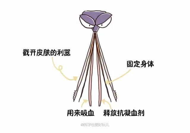「一關燈就出現，一開燈就消失」原來蚊子竟知道你睡了沒有！ 