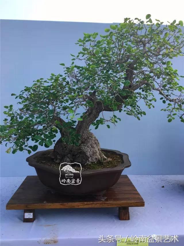雜木盆景不賤，一樣成就經典！