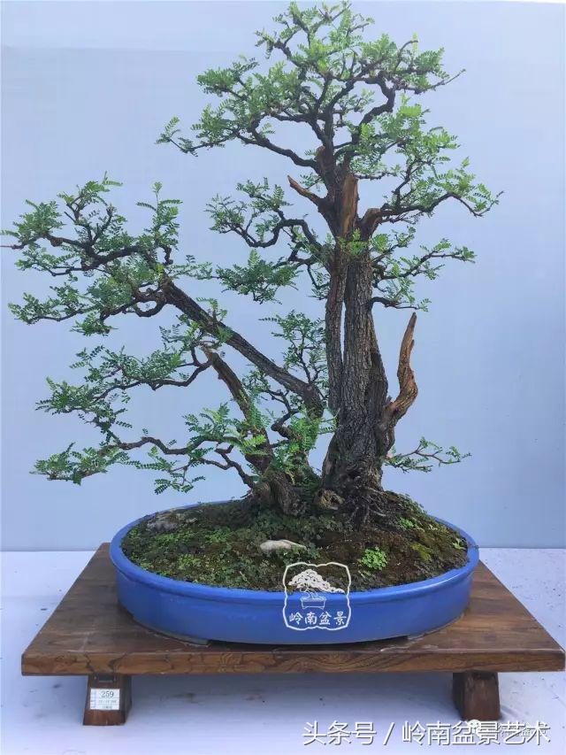 雜木盆景不賤，一樣成就經典！