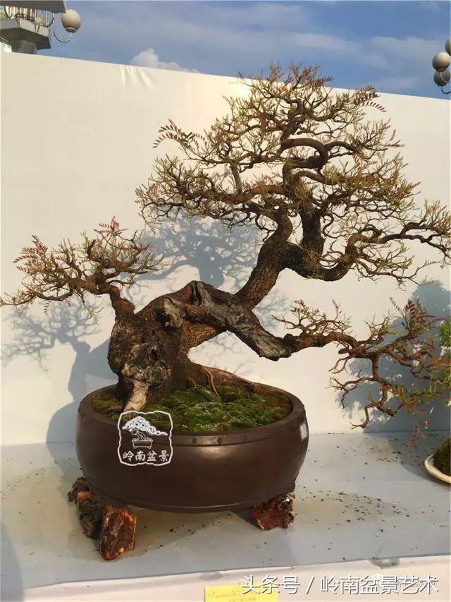 雜木盆景不賤，一樣成就經典！