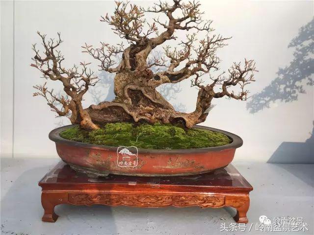 雜木盆景不賤，一樣成就經典！