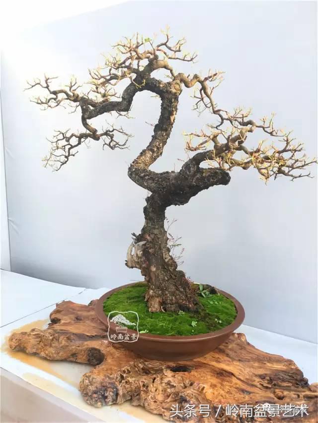 雜木盆景不賤，一樣成就經典！