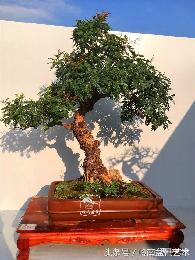 雜木盆景不賤，一樣成就經典！