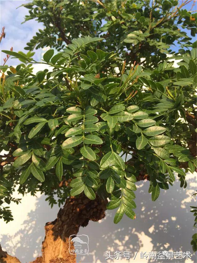 雜木盆景不賤，一樣成就經典！