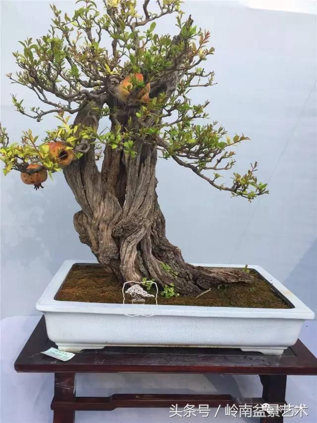 雜木盆景不賤，一樣成就經典！