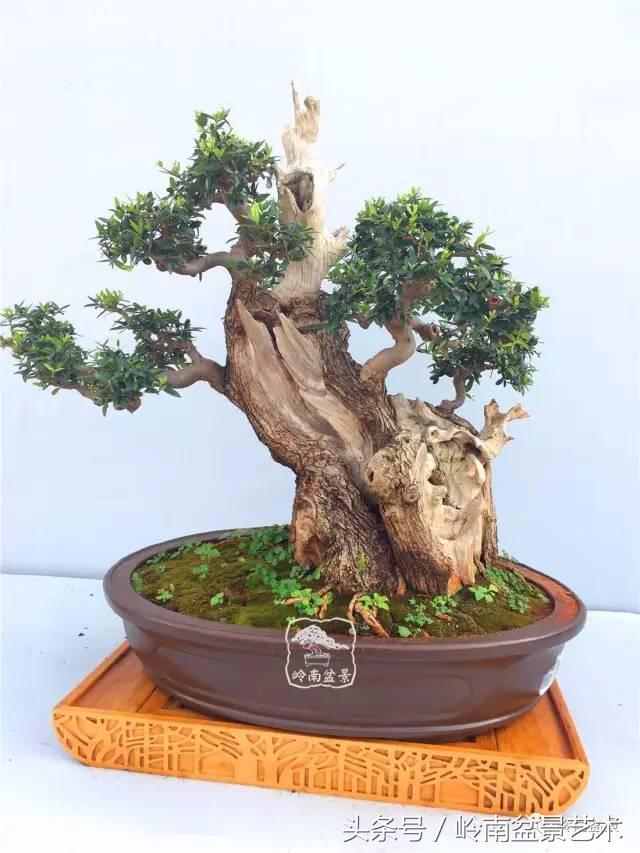 雜木盆景不賤，一樣成就經典！