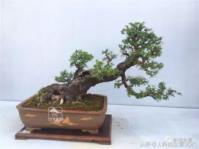 雜木盆景不賤，一樣成就經典！