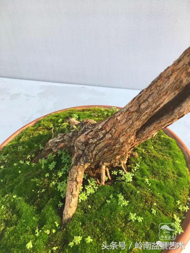 雜木盆景不賤，一樣成就經典！