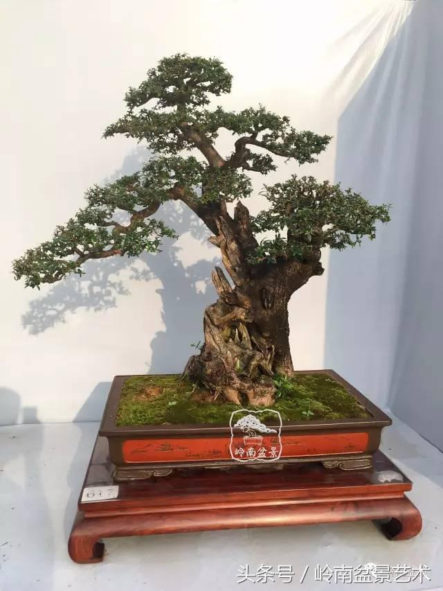 雜木盆景不賤，一樣成就經典！
