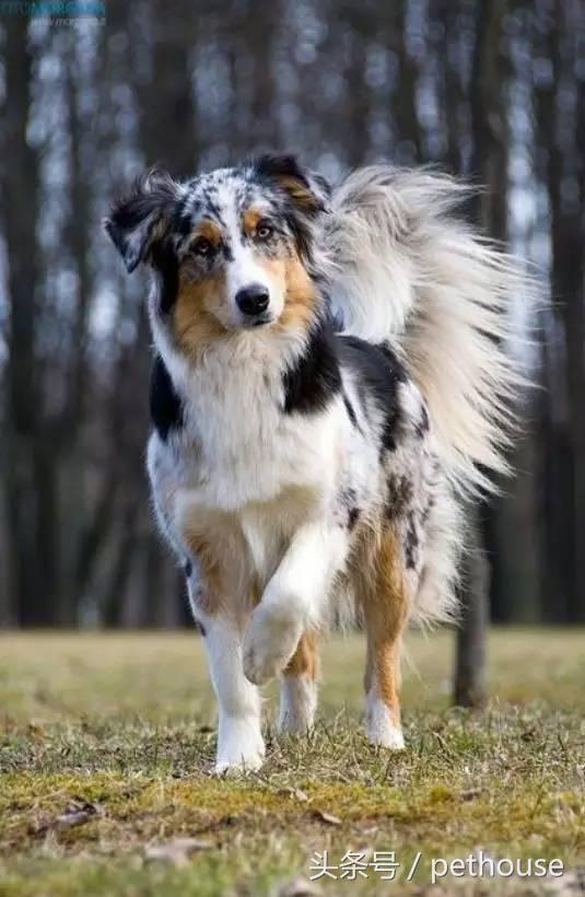狗狗智商排行榜（帶圖），你家狗狗排第幾？