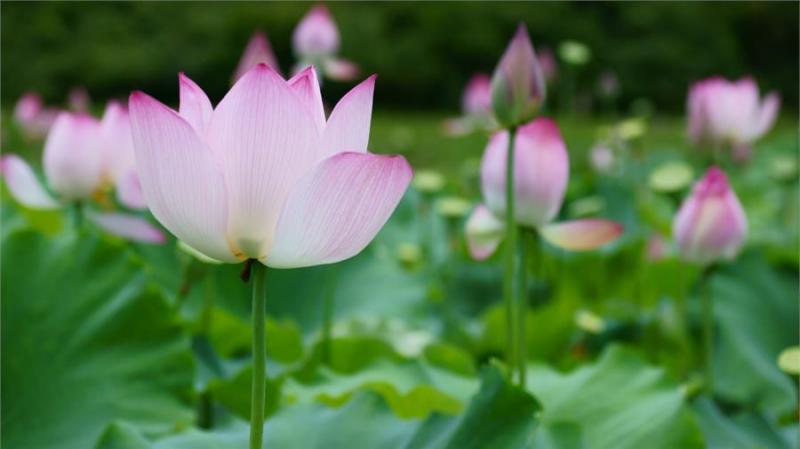 7月底鹹魚翻身，8月買彩票中大獎，6大生肖感恩濟公！ 