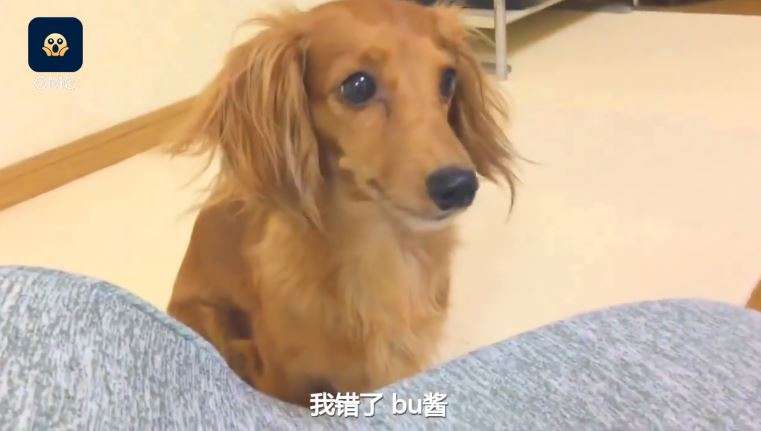 小臘腸低頭不敢看麻麻：我知道錯了～　抬起頭來滿臉委屈 