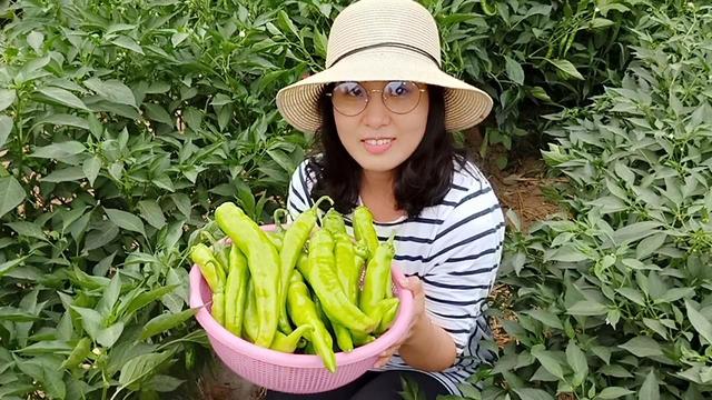 種植辣椒用過期牛奶當肥料，效果真好，一棵就結這麼多 