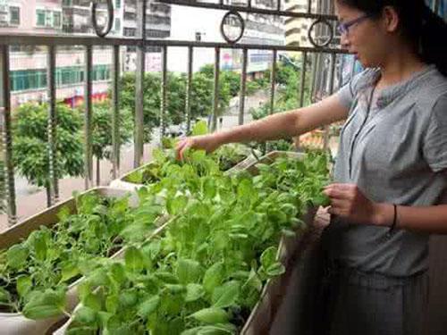 小區戶主都在陽台養花晾衣，唯獨我家在陽台種菜，蔬菜開滿了陽台