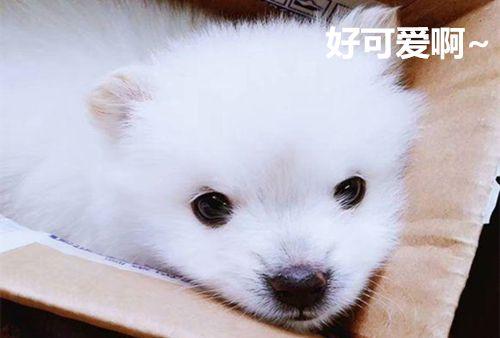 小狗剛到家怎麼養，最科學的方法，了解一下