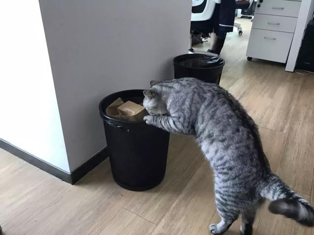 被貓主子親了一口，脖子上竟長出致命腫瘤……
