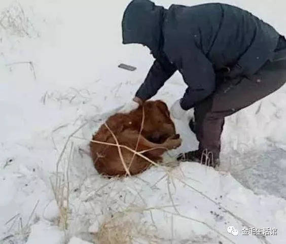 14歲金毛知道自己大限將至，雪夜出走，再見到時主人淚崩了！
