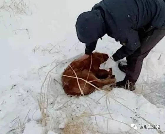 14歲金毛知道自己大限將至，雪夜出走，再見到時主人淚崩了！