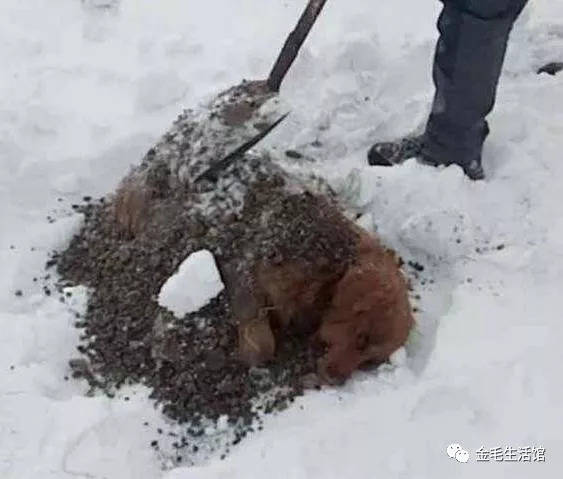 14歲金毛知道自己大限將至，雪夜出走，再見到時主人淚崩了！