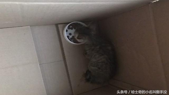 有人用塑料袋裡拎個貓往大橋走，跟過去一看，果然是丟貓的