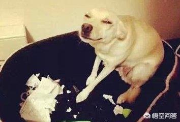 為什麼狗明知道自己做一些事情會挨揍，但還是要做呢？