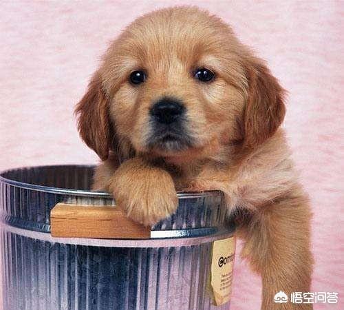 為什麼狗明知道自己做一些事情會挨揍，但還是要做呢？