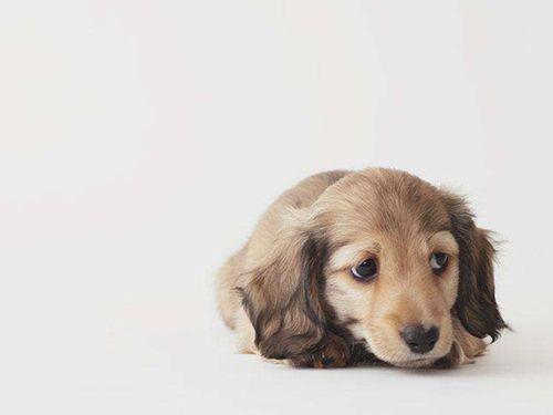 狗狗發燒且流膿鼻涕？可能染上了犬瘟熱，及時治療才能挽救生命