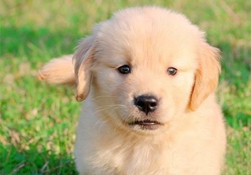 狗狗發燒且流膿鼻涕？可能染上了犬瘟熱，及時治療才能挽救生命