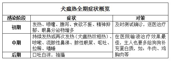 狗狗發燒且流膿鼻涕？可能染上了犬瘟熱，及時治療才能挽救生命