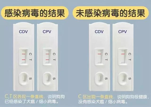 狗狗發燒且流膿鼻涕？可能染上了犬瘟熱，及時治療才能挽救生命