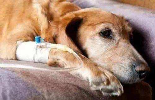 狗狗發燒且流膿鼻涕？可能染上了犬瘟熱，及時治療才能挽救生命